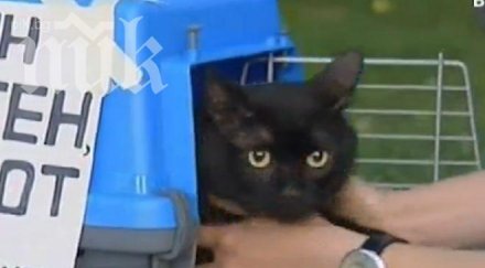 жена осиновява малки котета храни змията