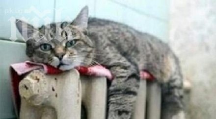 средно плащат бургазлии парно