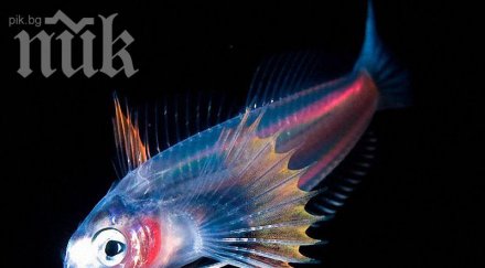 100 вида риби излъчват светлина