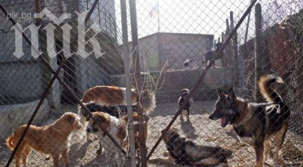 шефът варненския приют кучета оказал калинка
