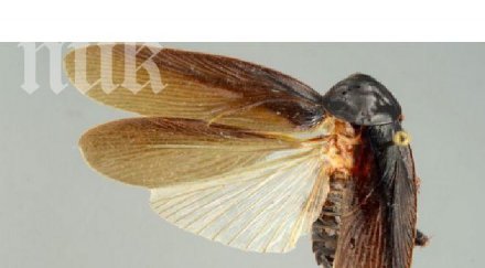 ужас извадиха хлебарка гигант ухото австралиец