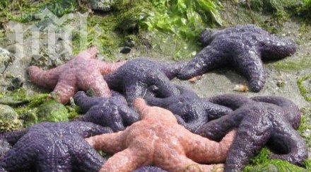 морските звезди спасяват инсулт