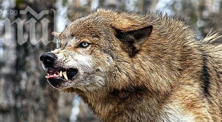 зачестяват нападенията вълци