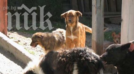 кошмар подивяла глутница псета дебне ученици американския колеж софия