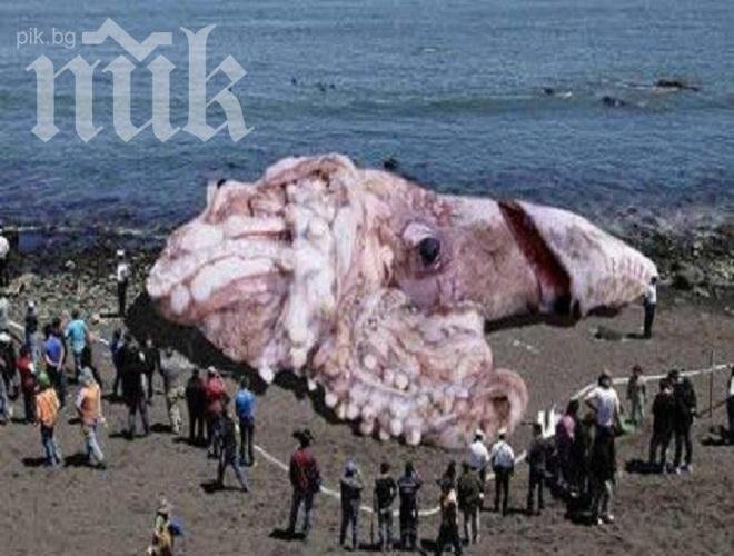 Откриха гигантски калмари на брега в Калифорния (снимка)