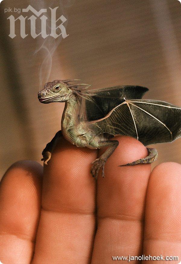 Учени се извиниха, че не могат да направят дракон