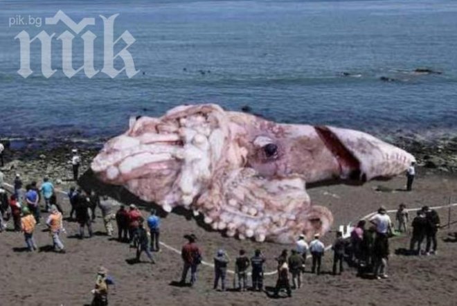 Невероятно! Сепия стана 50 метра заради радиацията