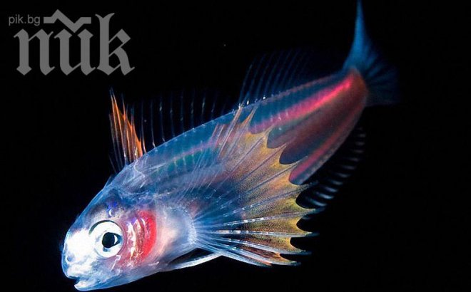 Над 100 вида риби излъчват светлина