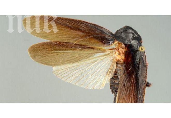 Ужас! Извадиха хлебарка-гигант от ухото на австралиец