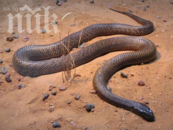 Екоинспектори спипаха нерегистрирана и опасна змия