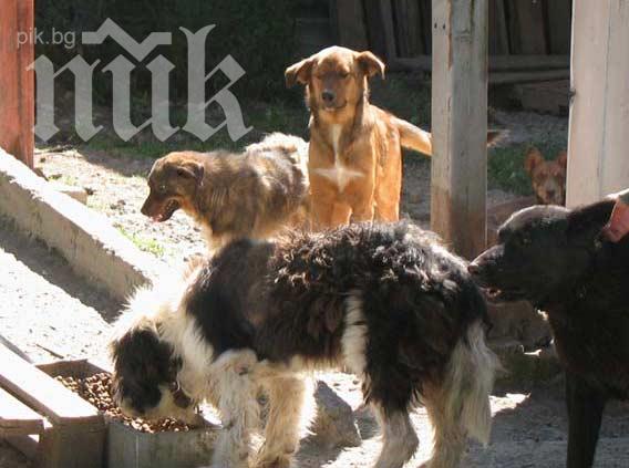 Кошмар! Подивяла глутница псета дебне ученици от Американския колеж в София!