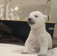 Бяло мече бебе прави първите си стъпки (умилително видео)
