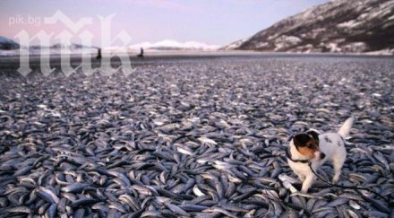 рибата замръзна морето снимка