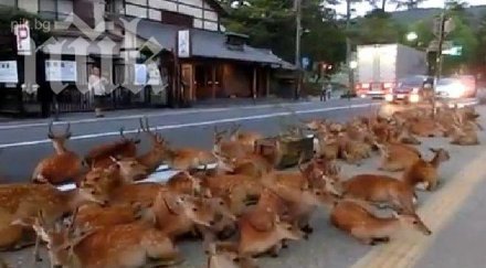 северни елена загинаха швеция прегазени влак