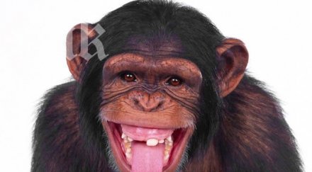 зоопарк спря храни маймуните банани било здравословно