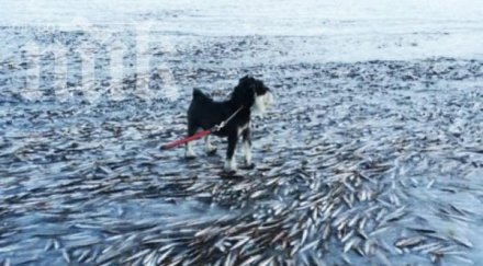 жестока зима норвегия рибата морето замръзна снимки