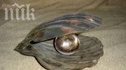 опасна мида сее смърт