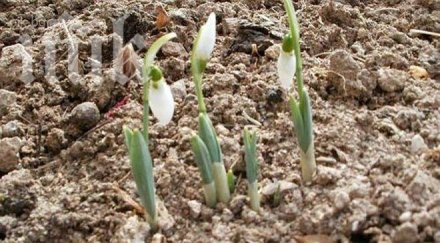 кокичета цъфнаха средата зимата