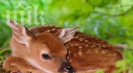 спасиха малка сърничка глутница кучета