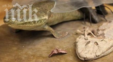 сензация откриха риба четири крака видео