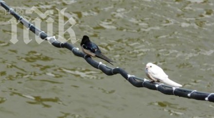 тигрова риба напада лястовички