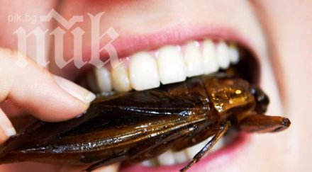 бум хлебарки заради топлата зима