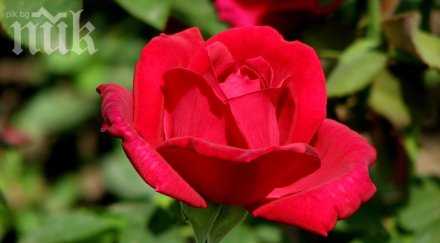 пеят една българска роза китайски