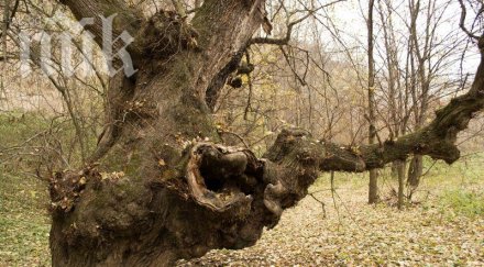 дървар скъса жици високо напрежение оцеля чудо