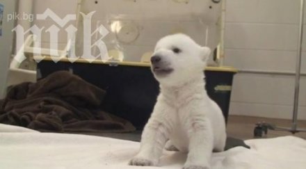 бяло мече бебе прави първите стъпки умилително видео