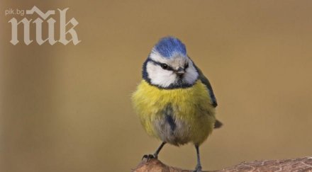 експерти алармират пойните птици нас намалели драстичнo