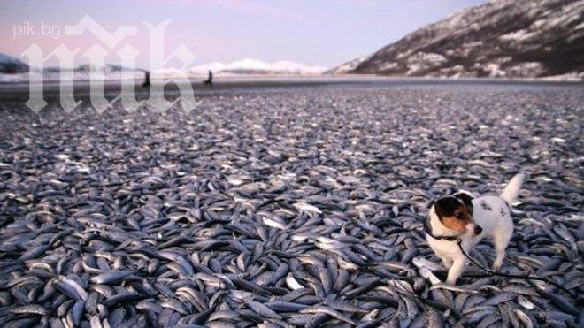 Рибата замръзна в морето (снимка)