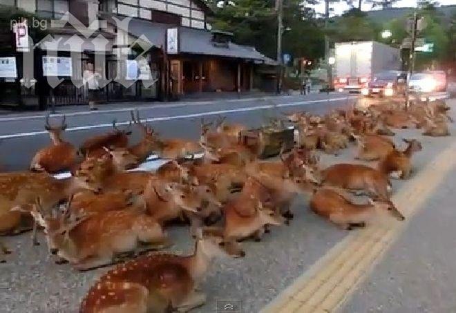 48 северни елена загинаха в Швеция, прегазени от влак