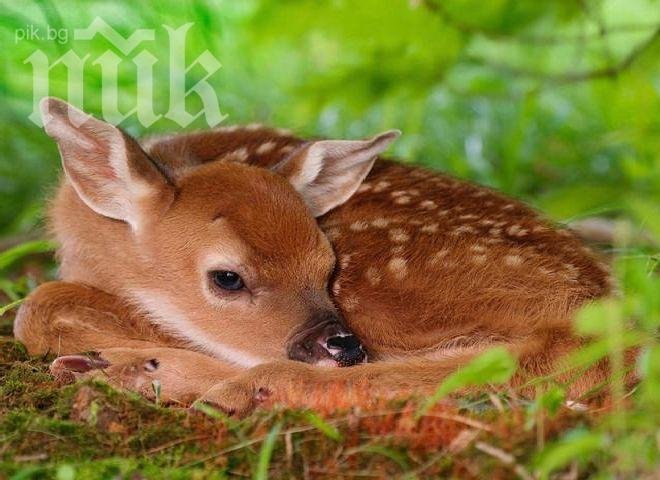 Спасиха малка сърничка от глутница кучета