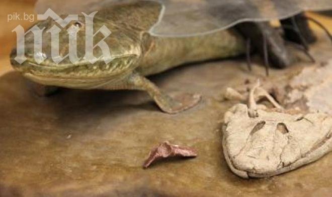 Сензация! Откриха риба с четири крака! (видео)