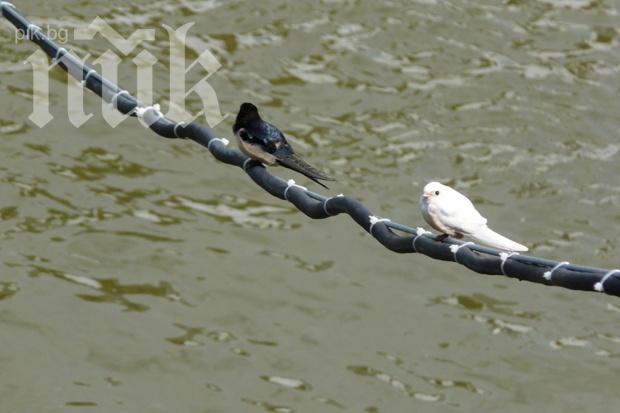 Тигрова риба напада лястовички