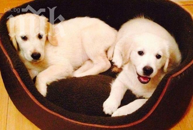 84 четириноги намериха подслон през декември в Русенско