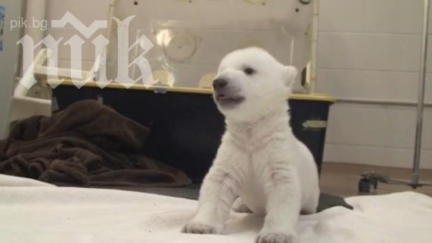 Бяло мече бебе прави първите си стъпки (умилително видео)