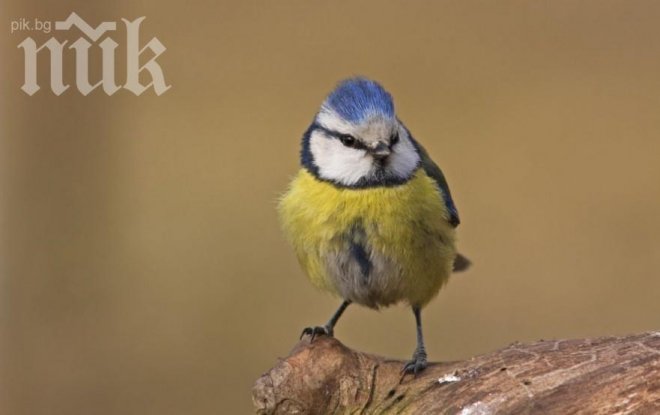 Експерти алармират: Пойните птици у нас са намалели драстичнo