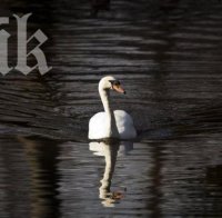 Простреляха защитен вид лебед