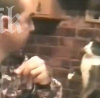 Коте използва езика на глухонемите, за да си поиска храна (видео)