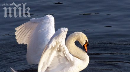 жестокост простреляха ням лебед силистренско