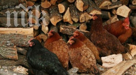 роми изядоха кокошките коиловци