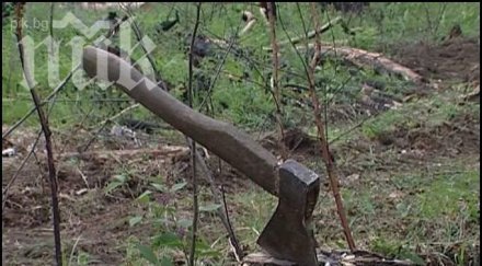 разследват незаконна сеч торос