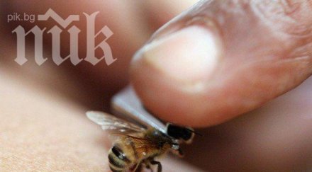 учени изследват пчели поставят ранички