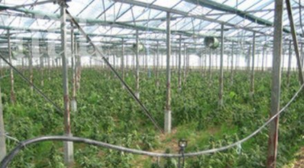 разкриха оранжерия канабис