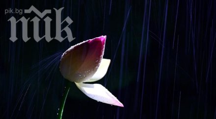 уникално създадоха първото растение лампа