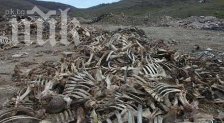 чували животински кости стреснаха жителите хасковско село