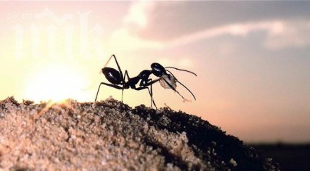 откриха мравка нинджа поробва себеподобните