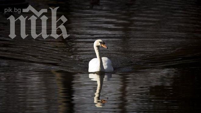 Простреляха защитен вид лебед