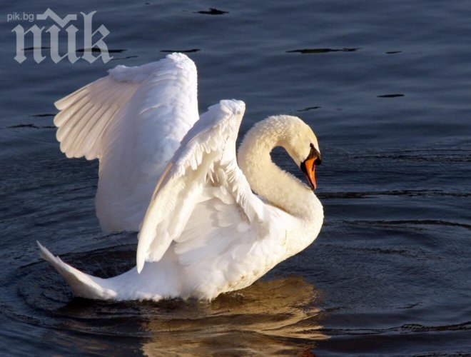 Жестокост! Простреляха ням лебед в Силистренско